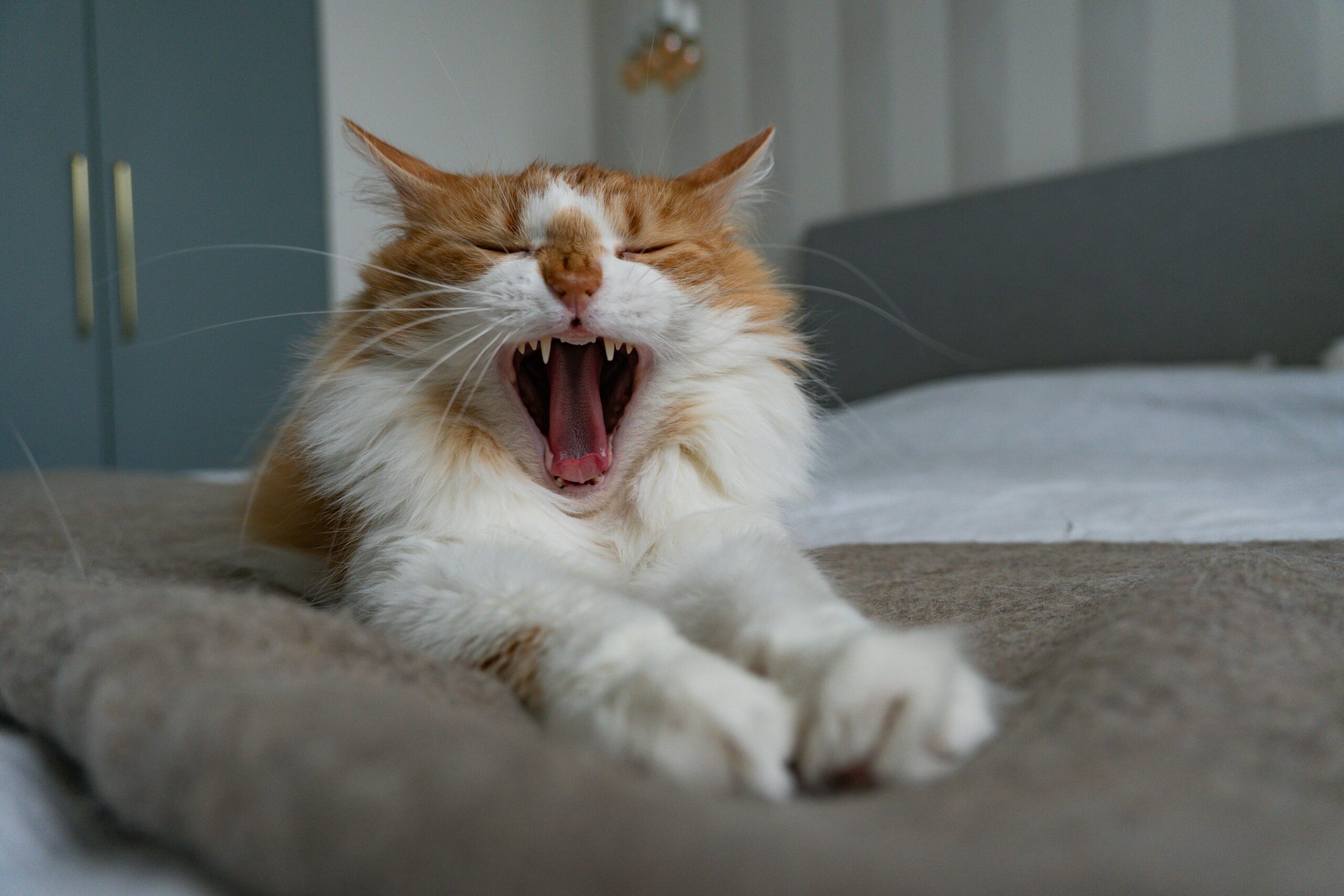 Ginger cat yawning and stretching on a cozy bed, captured in a warm and relaxed household setting.