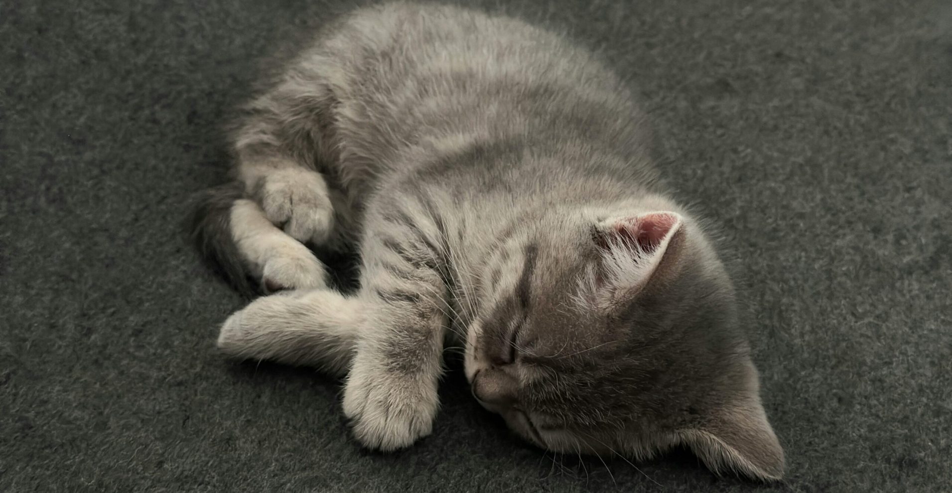A cute gray kitten peacefully sleeping on a textured gray surface.